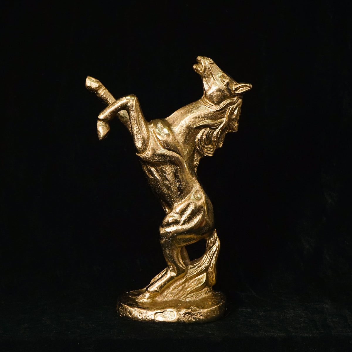 Gold Stallion