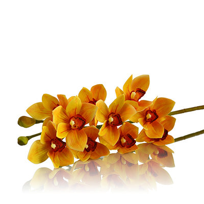 Cymbidium Orchids Yellow