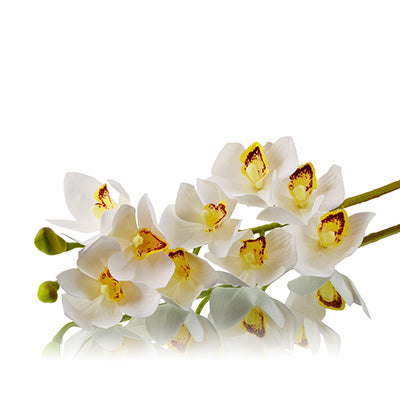 Cymbidium Orchids White