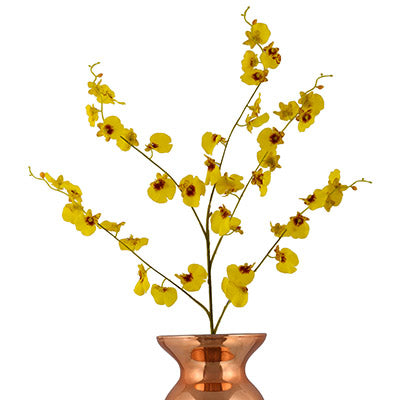 Dancing Lady Orchids Yellow