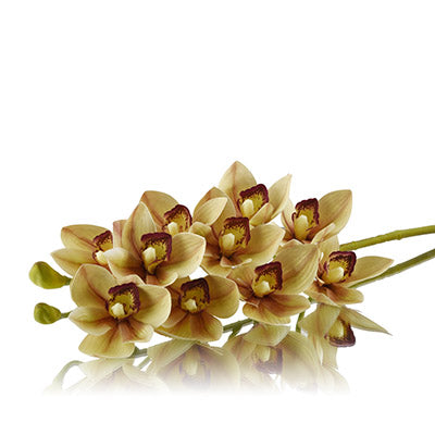 Cymbidium Orchids Green