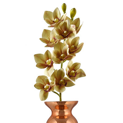 Cymbidium Orchids Green